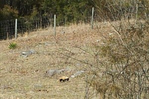 891752_538789386165297_1185320169_o